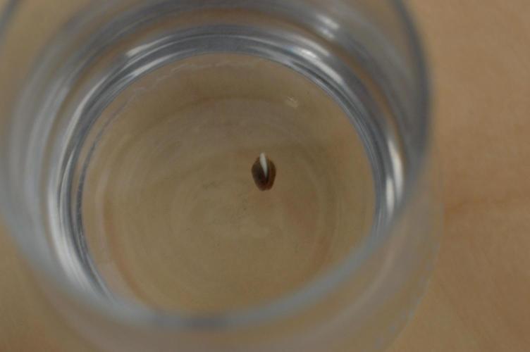 Jelly Donutz by Humboldt Seed Co.. Week 0