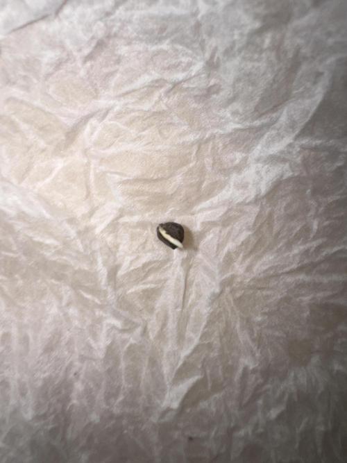 Jelly Donutz by Humboldt Seed Co.. Week 0 - 22/October 2025: Germinated