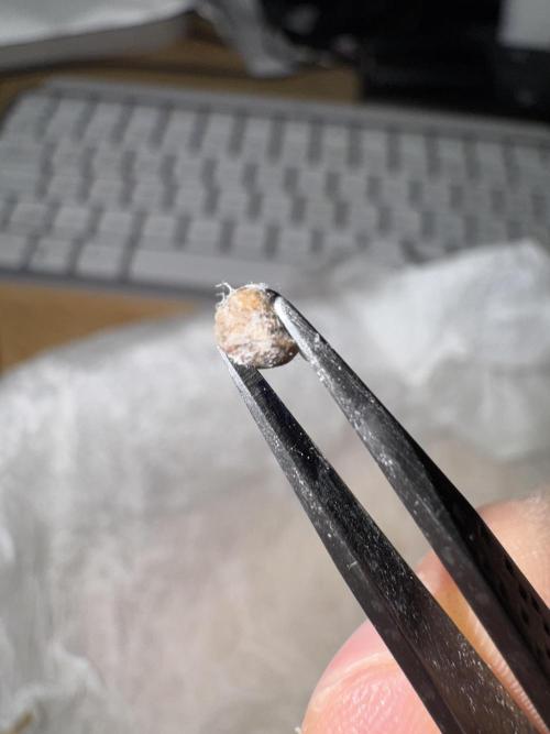 Jelly Donutz by Humboldt Seed Co.. Week 0 - But moldy..