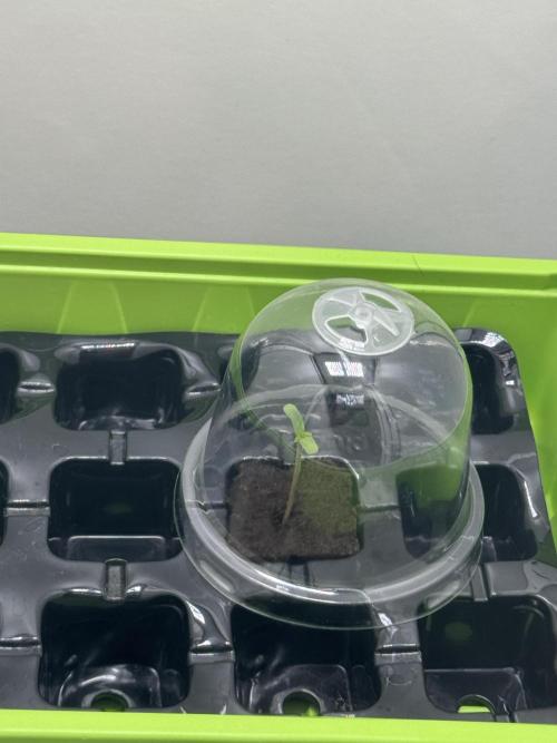 Jelly Donutz by Humboldt Seed Co.. Week 0 - First seed