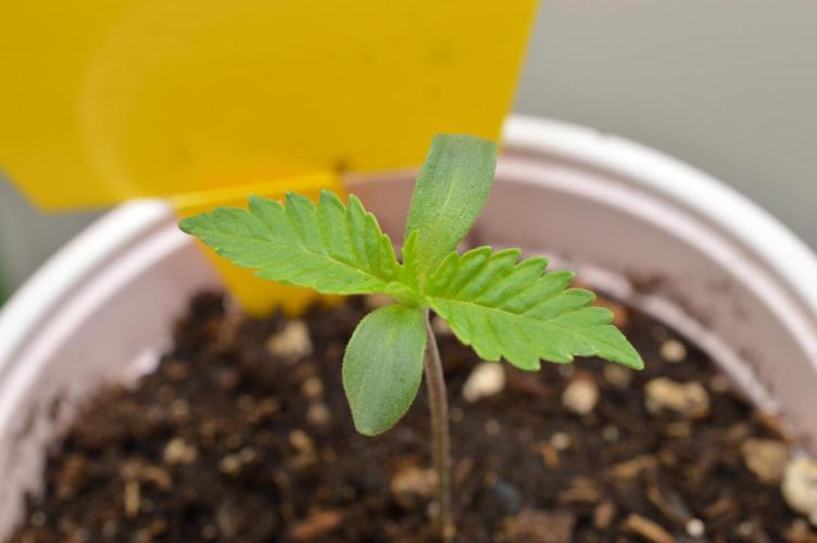 Jelly Donutz by Humboldt Seed Co.. Week 1 - First Seed