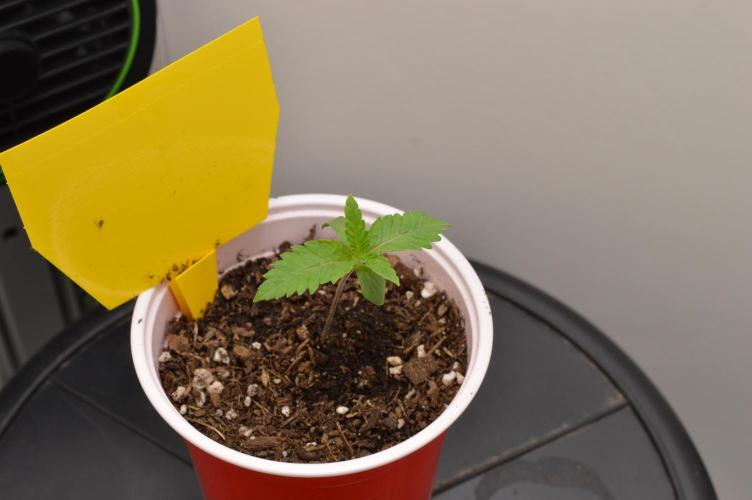 Jelly Donutz by Humboldt Seed Co.. Week 1 - First Seed