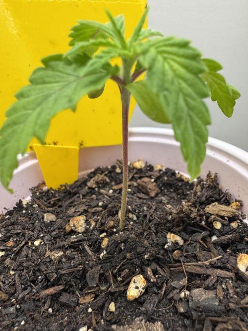 Jelly Donutz by Humboldt Seed Co.. Week 1 - First Seed