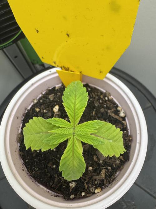 Jelly Donutz by Humboldt Seed Co.. Week 1 - First Seed
