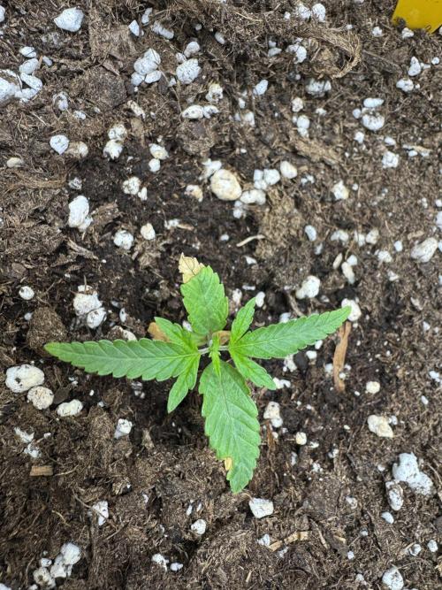 Jelly Donutz by Humboldt Seed Co.. Week 2 - Day 9