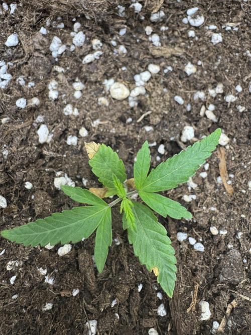 Jelly Donutz by Humboldt Seed Co.. Week 2 - Day 10