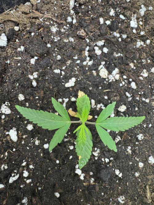 Jelly Donutz by Humboldt Seed Co.. Week 2 - Day 11