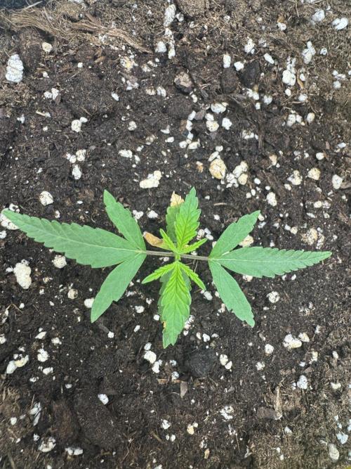 Jelly Donutz by Humboldt Seed Co.. Week 2 - Day 12