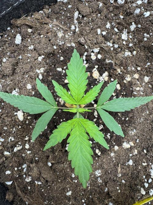 Jelly Donutz by Humboldt Seed Co.. Week 2 - Day 14