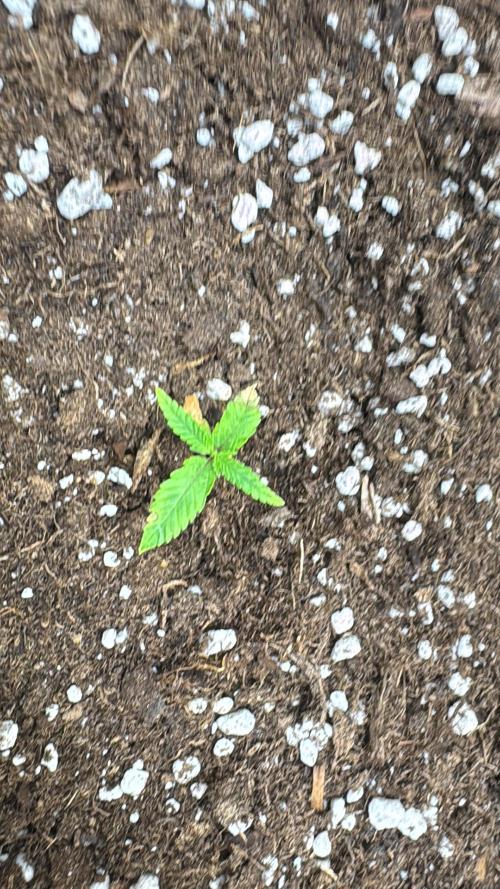 Jelly Donutz by Humboldt Seed Co.. Week 1 - 08/November 2025: 
Day 7 second seed