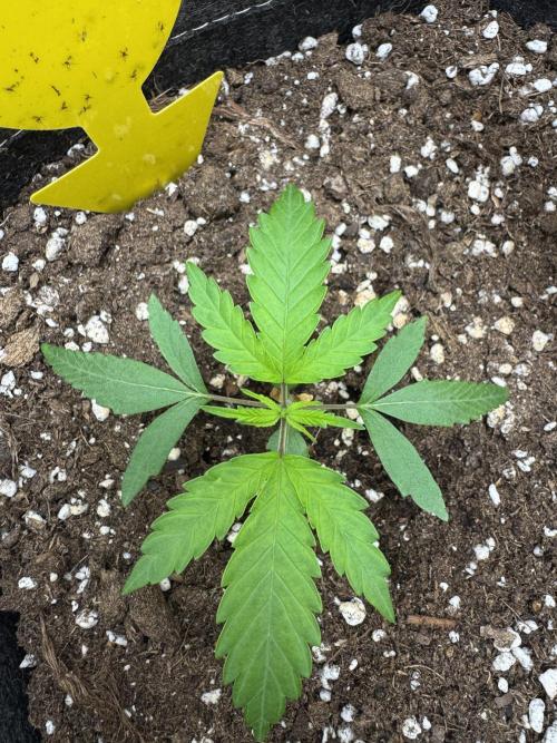 Jelly Donutz by Humboldt Seed Co.. Week 3 - 16/November 2025: Day 15