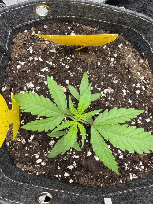 Jelly Donutz by Humboldt Seed Co.. Week 3 - 18/November 2025: Day 17