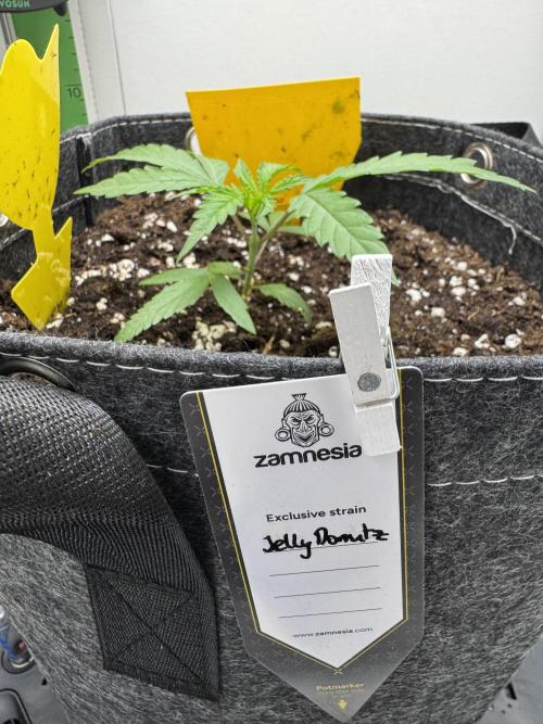 Jelly Donutz by Humboldt Seed Co.. Week 3 - Day 17