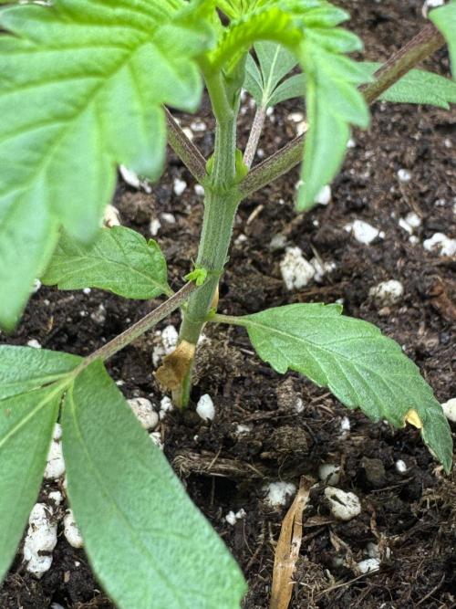 Jelly Donutz by Humboldt Seed Co.. Week 3 - Day 17