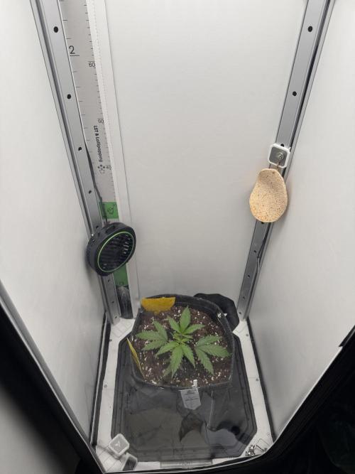 Jelly Donutz by Humboldt Seed Co.. Week 3 - 20/November 2025: Day 19