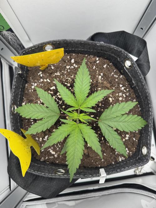 Jelly Donutz by Humboldt Seed Co.. Week 3 - Day 19