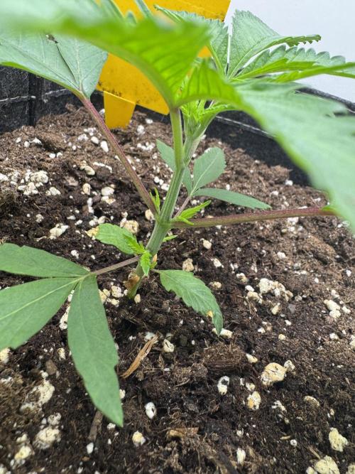 Jelly Donutz by Humboldt Seed Co.. Week 3 - Day 19