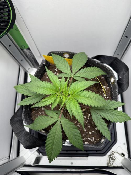 Jelly Donutz by Humboldt Seed Co.. Week 4 - 23/November 2025: Day 22