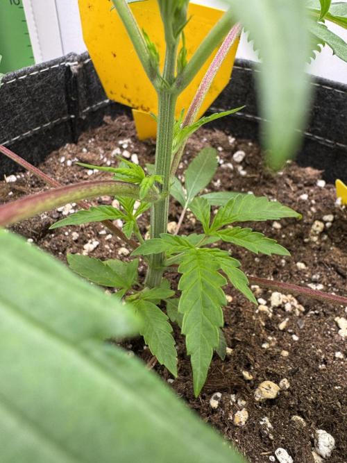 Jelly Donutz by Humboldt Seed Co.. Week 4 - Day 22