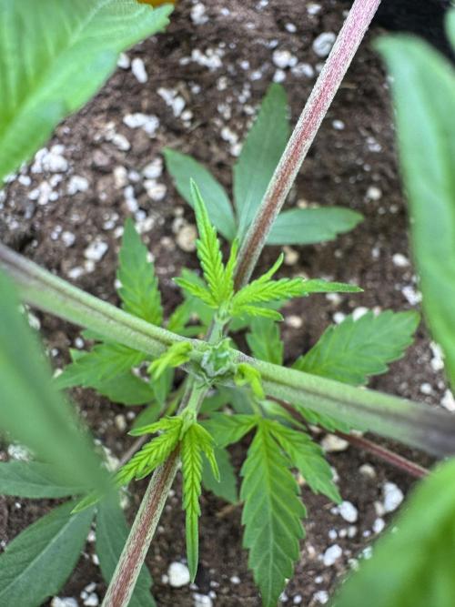 Jelly Donutz by Humboldt Seed Co.. Week 4 - Day 22