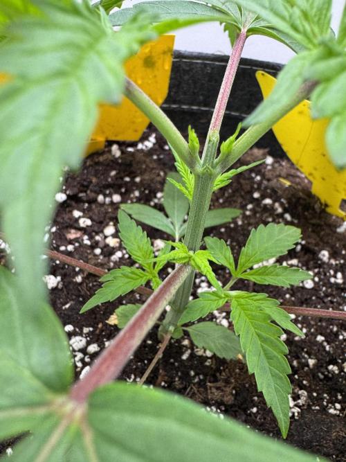 Jelly Donutz by Humboldt Seed Co.. Week 4 - Day 22