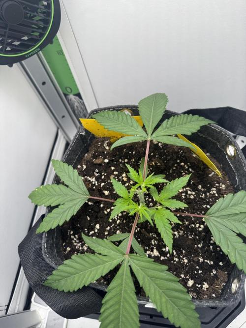 Jelly Donutz by Humboldt Seed Co.. Week 4 - 24/November 2025: Day 23