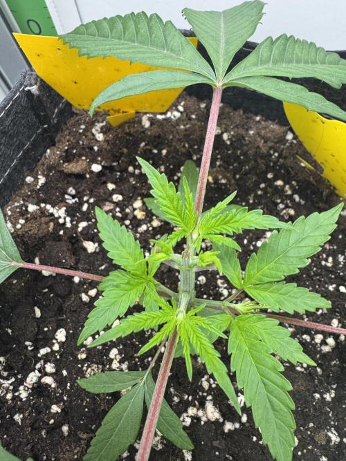 Jelly Donutz by Humboldt Seed Co.. Week 4 - Day 23