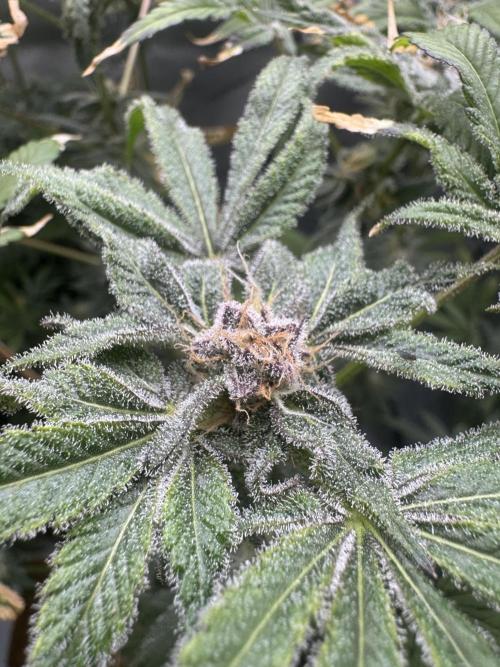 Iced Up Cherries by Square One Genetics. Week 13 - 25/November 2025: Day 45