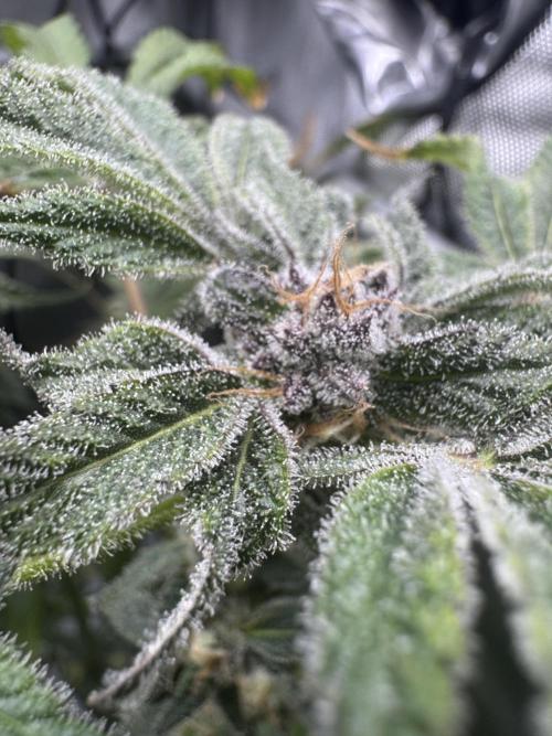 Iced Up Cherries by Square One Genetics. Week 13 - Day 45