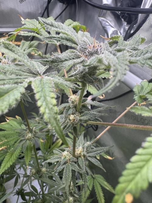 Iced Up Cherries by Square One Genetics. Week 13 - Day 45