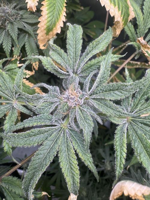 Iced Up Cherries by Square One Genetics. Week 13 - Day 45