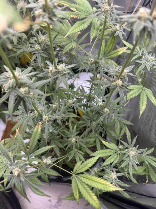 Iced Up Cherries by Square One Genetics. Week 13 - Day 45