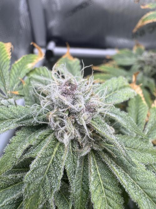 Cookie Casket by Barney's Farm. Week 13