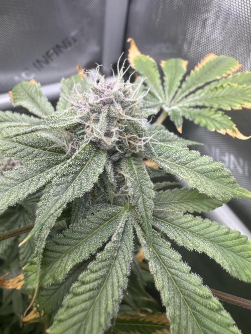 Cookie Casket by Barney's Farm. Week 13