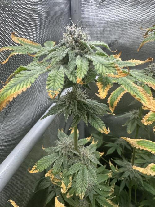 Cookie Casket by Barney's Farm. Week 13