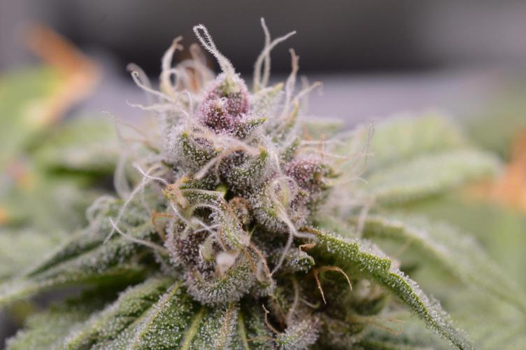 Cookie Casket by Barney's Farm. Week 13 - 26/November 2025: Day 46