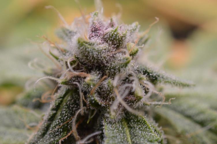 Cookie Casket by Barney's Farm. Week 13 - Day 46