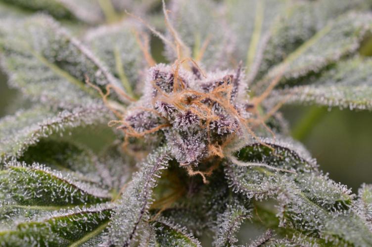 Iced Up Cherries by Square One Genetics. Week 13 - 26/November 2025: Day 46