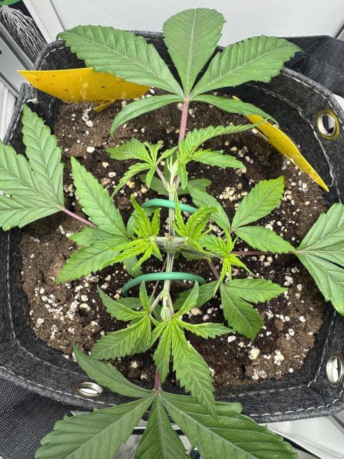 Jelly Donutz by Humboldt Seed Co.. Week 4 - 26/November 2025: Day 25