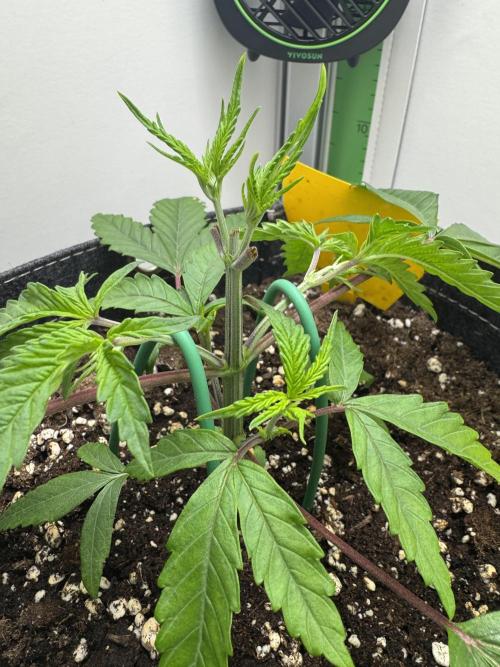 Jelly Donutz by Humboldt Seed Co.. Week 4 - Day 25