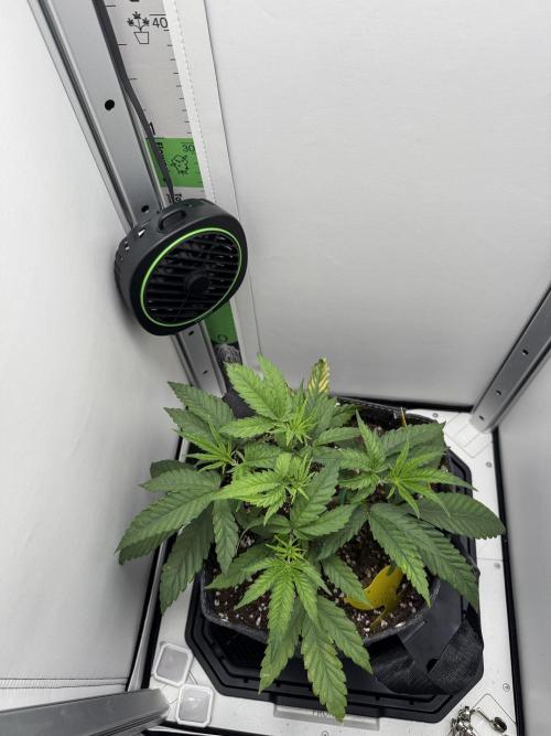 Jelly Donutz by Humboldt Seed Co.. Week 5 - 30/November 2025: Day 29