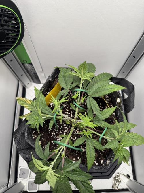 Jelly Donutz by Humboldt Seed Co.. Week 5 - Day 29