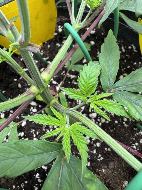 Jelly Donutz by Humboldt Seed Co.. Week 5 - Day 29