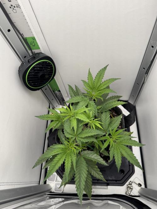 Jelly Donutz by Humboldt Seed Co.. Week 5 - 02/December 2025: Day 31