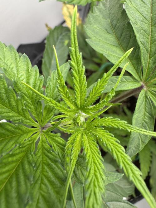 Jelly Donutz by Humboldt Seed Co.. Week 5 - Day 31