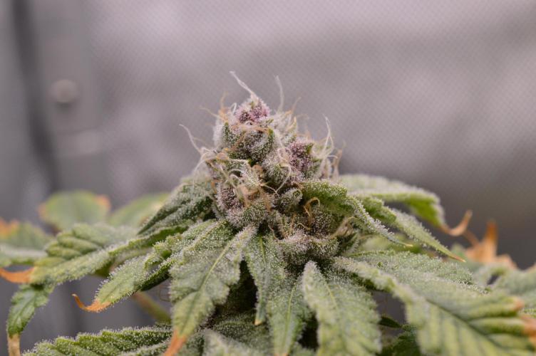 Cookie Casket by Barney's Farm. Week 14 - 02/December 2025: Day 52