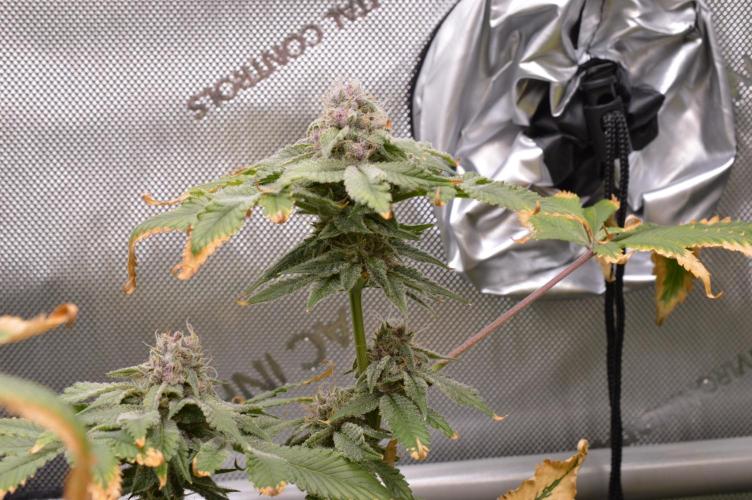 Cookie Casket by Barney's Farm. Week 14 - Day 52