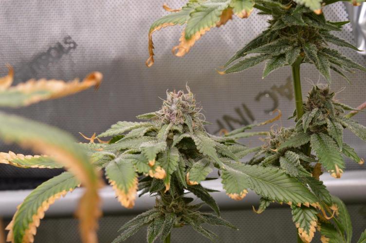 Cookie Casket by Barney's Farm. Week 14 - Day 52