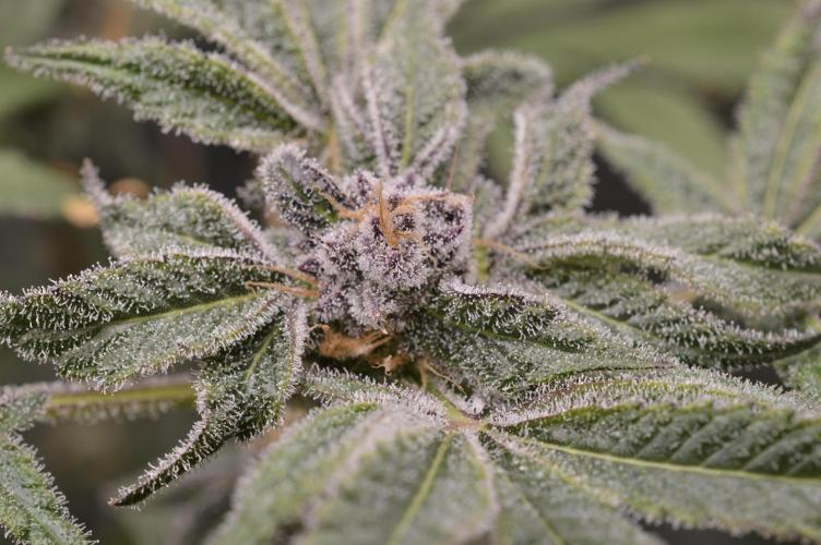 Iced Up Cherries by Square One Genetics. Week 14 - 02/December 2025: Day 52