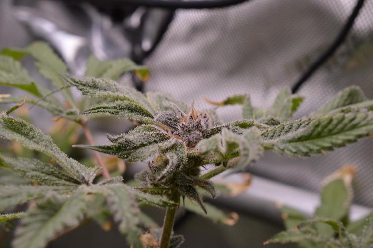 Iced Up Cherries by Square One Genetics. Week 14 - Day 52